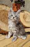 Maine Coon, rodowód FPL