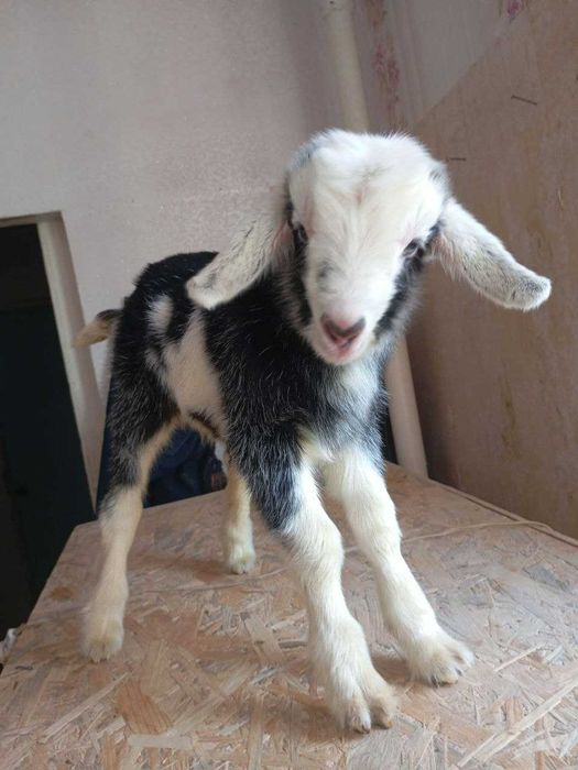 Козенята, дві дівчинки та три хлопчика. Нікополь, Дн-кої обл.