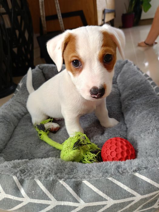 Jack Russell terrier