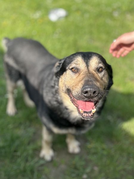 Halk do adopcji!