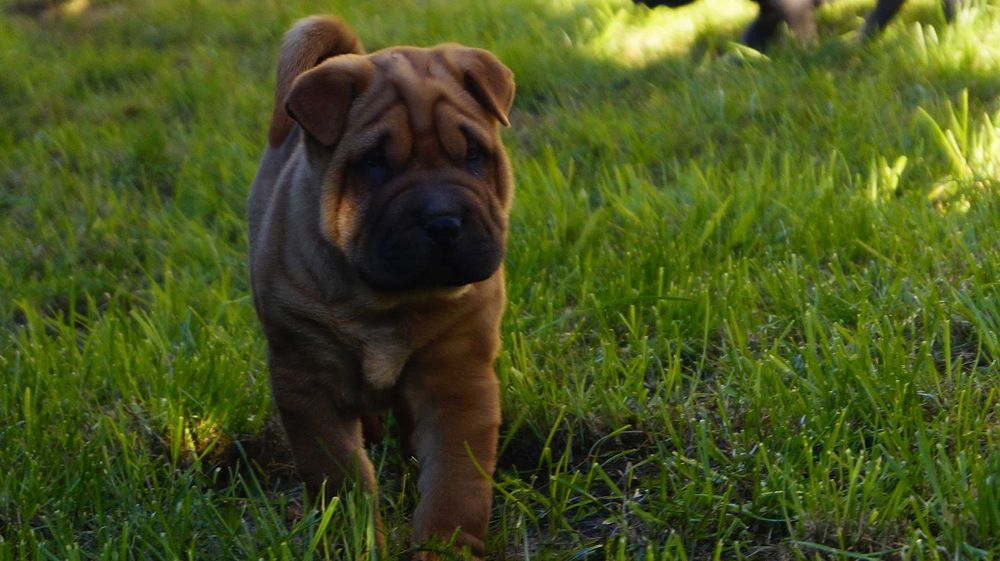 Eter Shar pei, szczenięta,  rudy samiec z rodowodem,rodzice import FCI