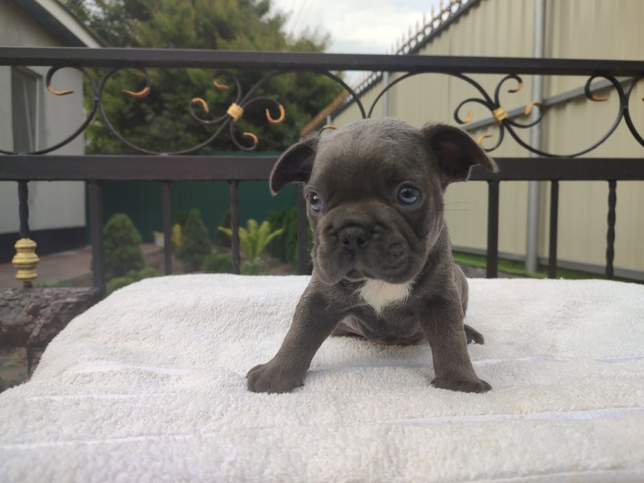 французский бульдог два мес