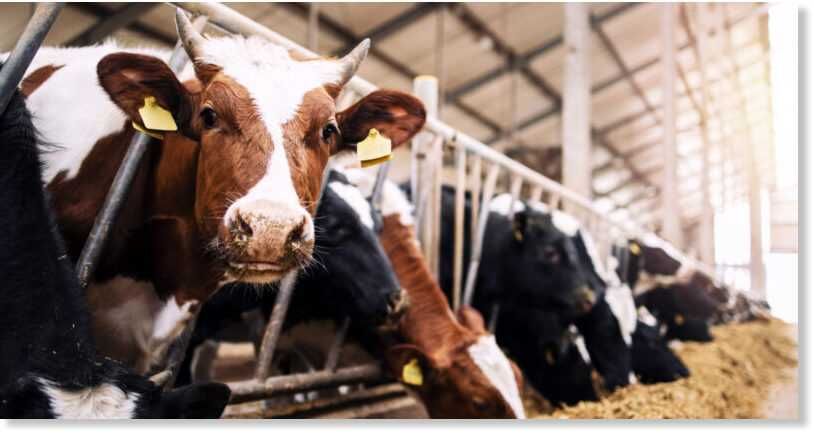 cielaki cieleta promocja cała Polska