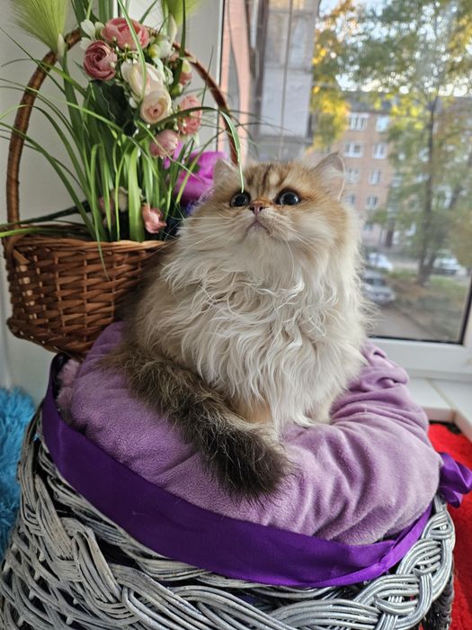 Золотая британская шиншилла кот котята котик хлопчик кіт довгошерстий