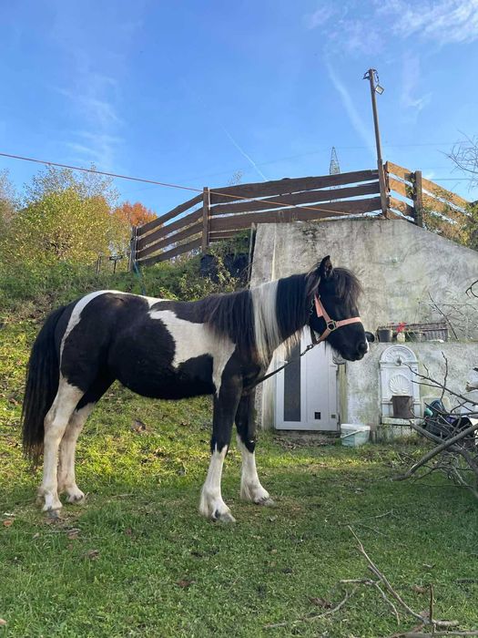 Przepiękna klacz srokata tinker z kucem walijskim