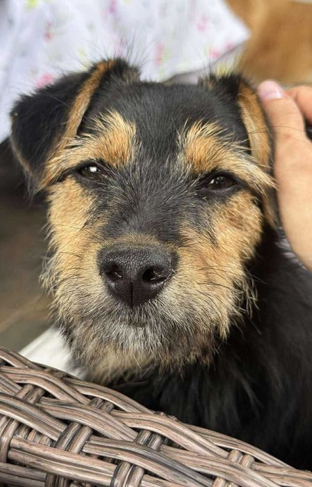 Psie dziecko z cmentarza szuka domu