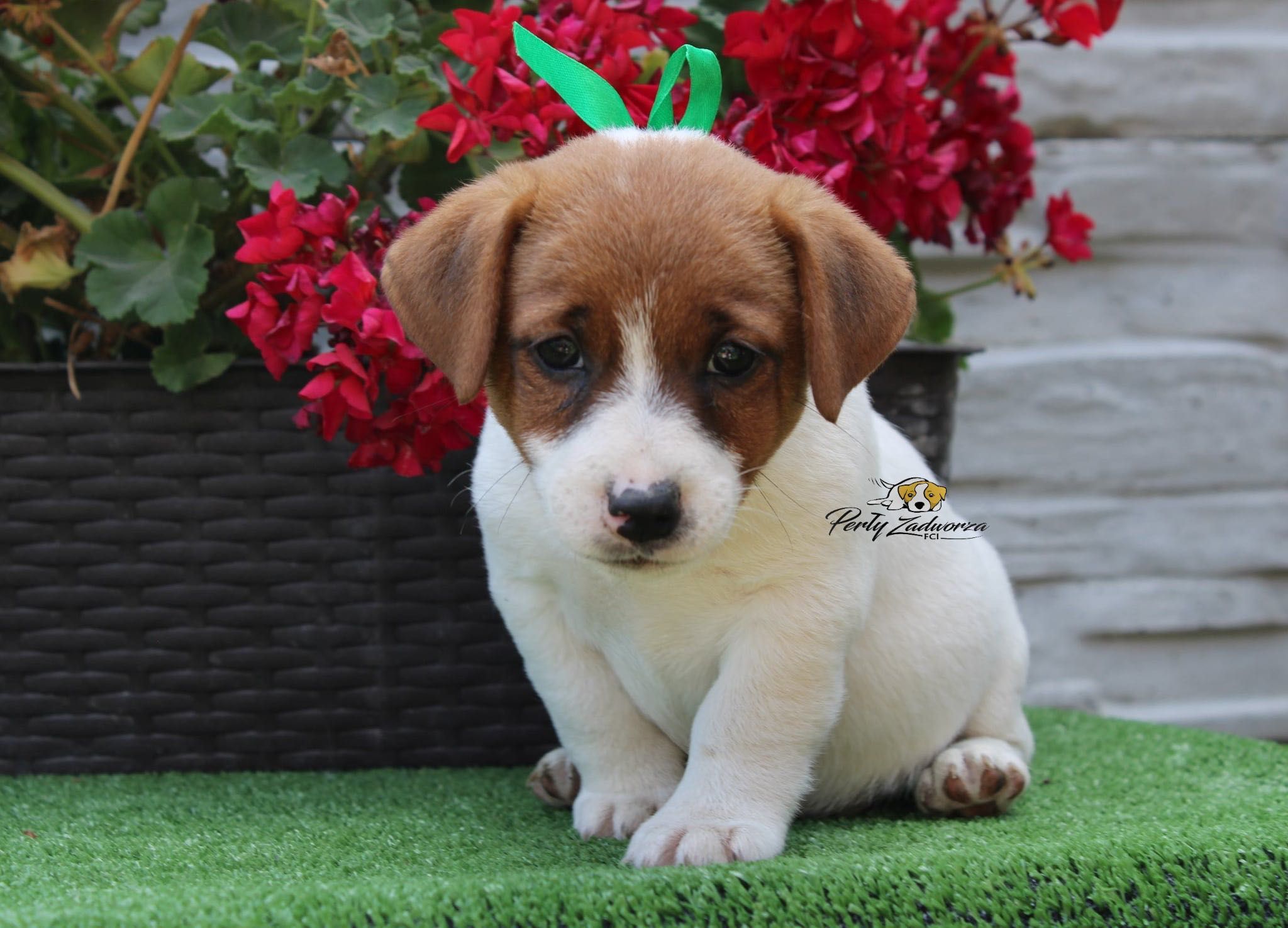 Piesek Jack Russell Terrier *ZKwP FCI*