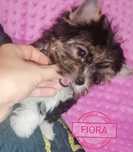 REZERWACJA Suczka Fiora Yorkshire Terrier Biewer