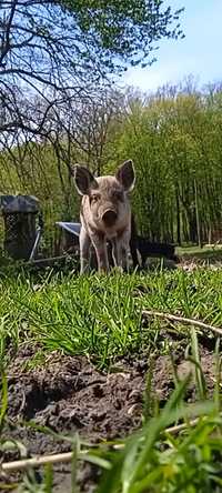 Порося пухова мангалиця угорська венгерська свиня кнур льошка