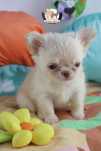 chihuahua macho branco pelo comprido super minorca