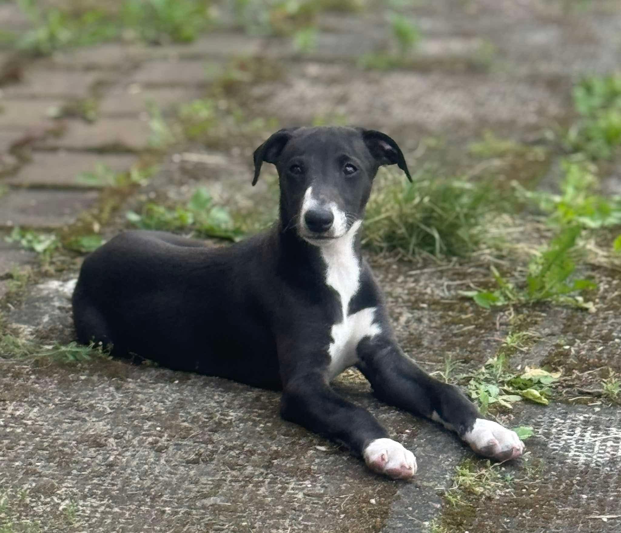 Szczenięta whippet pierwszy miot na Podlasiu!!