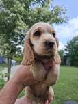 Cocker spaniel angielski - złoty