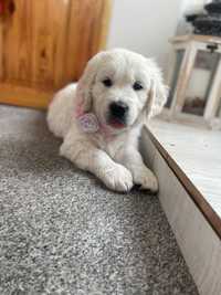 Golden Retriever dziewczynka FCI