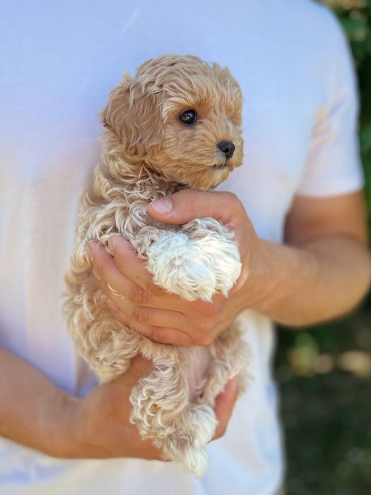 Мальтіпу дівчинка. Хлопчик. Мальтипу міні