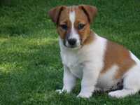 Jack Russell Terrier #MOBY Smartie Jacks# rodzice ZKwP/ FCI pure MALE