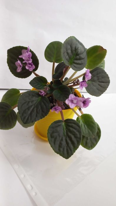 Кімнатна квітка фіалка