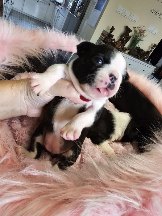 Boston terrier suczka Fci pregowana rezerwacja na grudzień