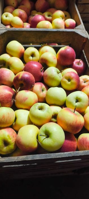 Jabłka z własnego sadu koksa pomarańczowa 20kg mniejsze własny sad