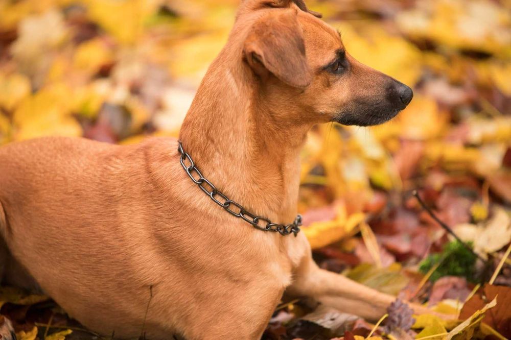 HS Sprenger Coleira Estranguladora Aço Negro Elos Curtos - NOVA