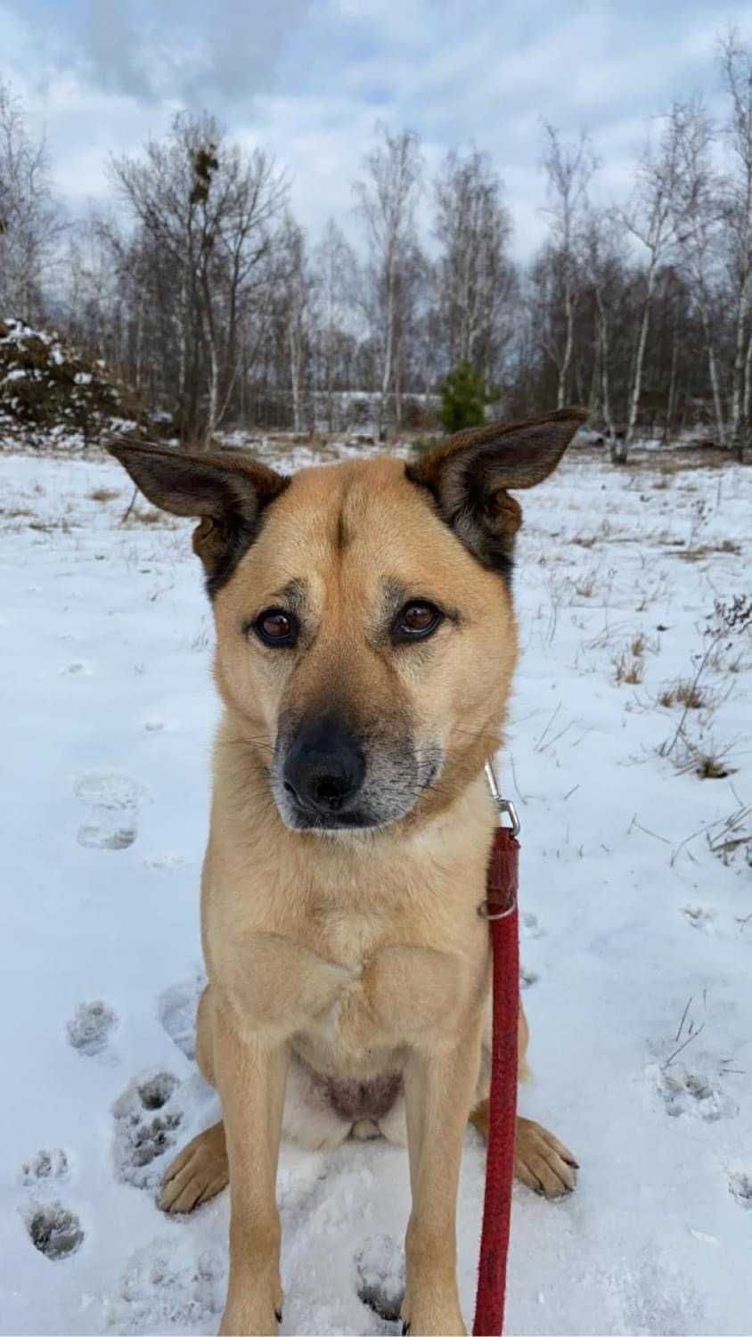 Blondie - poleca się do adopcji