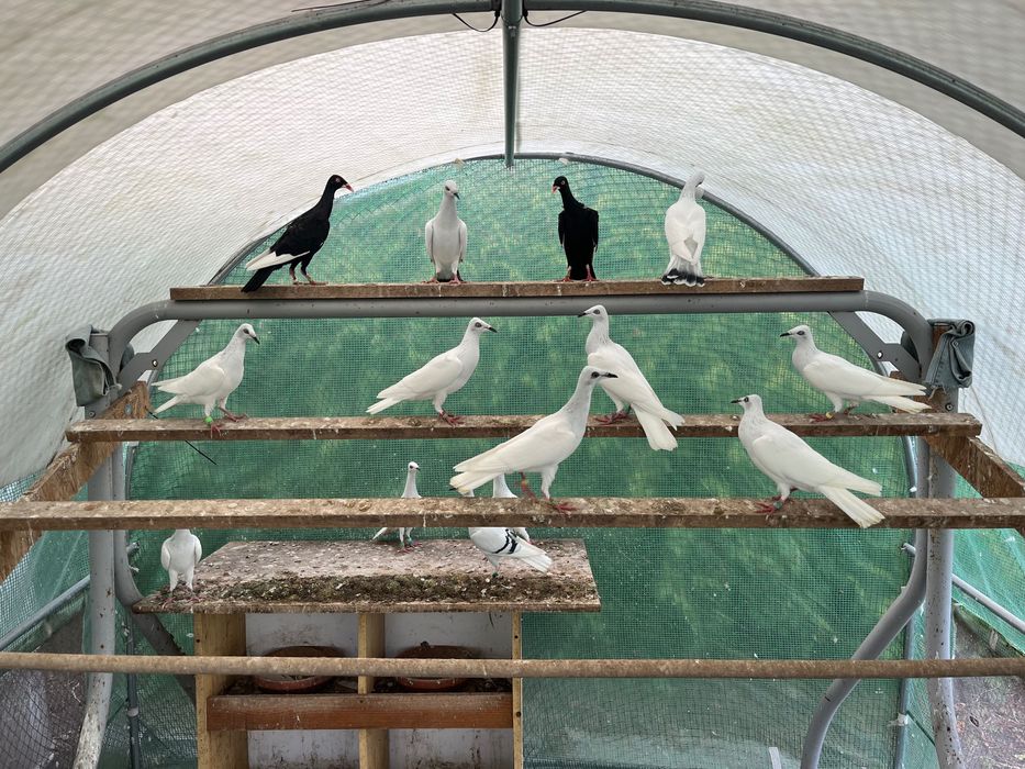 Srebrniaki bialoogony