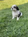 Grace- piekna suczka shih tzu