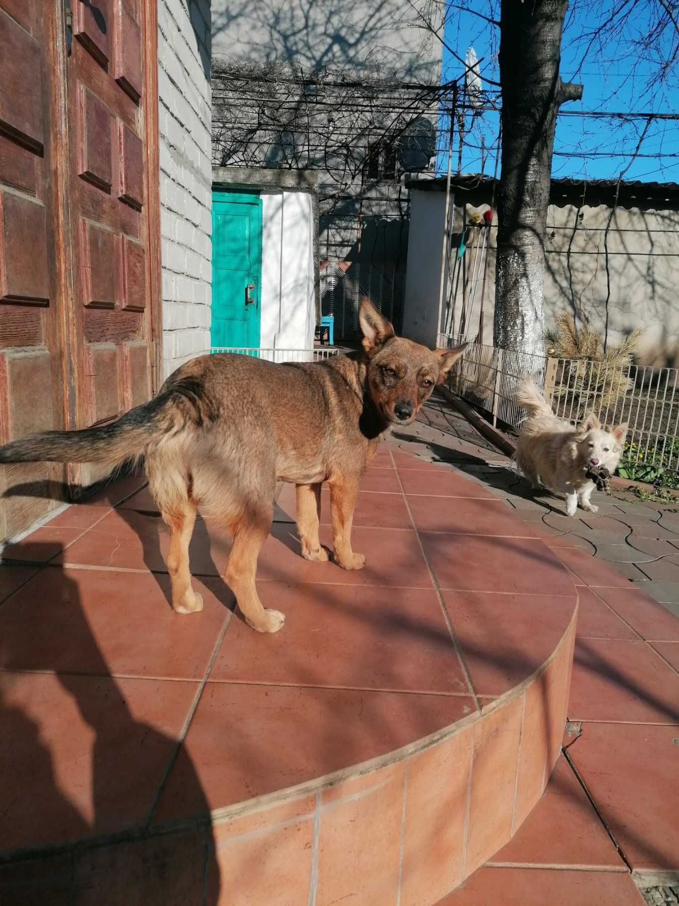 Отдам бесплатно в хорошие руки щенка 1 год