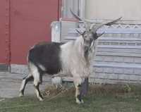 Альпийский козел для случки коз