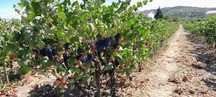 Uvas brancas e tintas