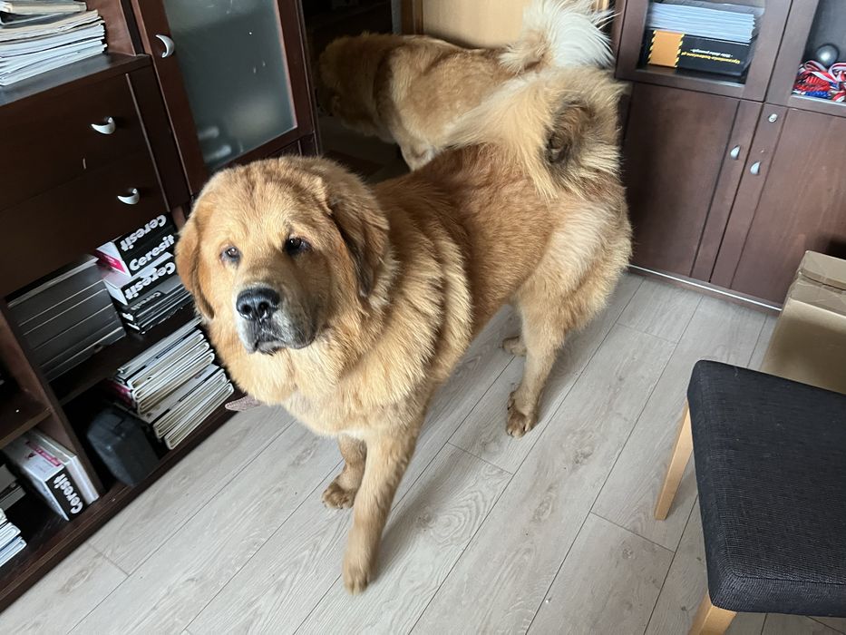 Neratius mastif tybetański szczenię FCI