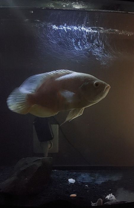 Астронотус-oskar