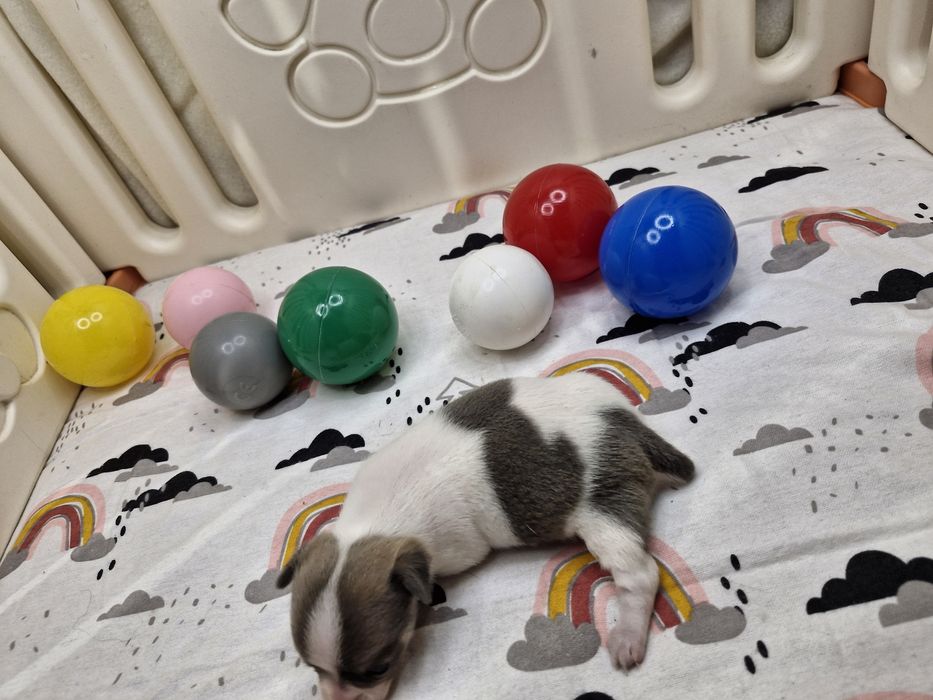 Chihuahua piekny piesek