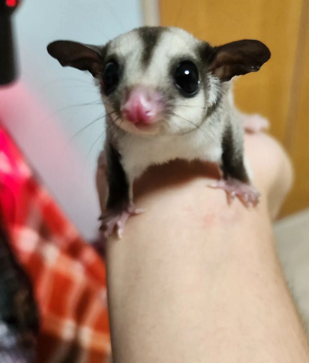 Lotopałanka karłowata sugar glider