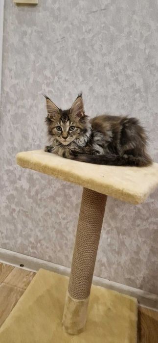 Когтеточка для котов. Дряпка з поличкою. Царапка.