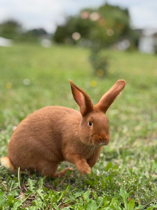 Królik Nowozelandzki czerwony