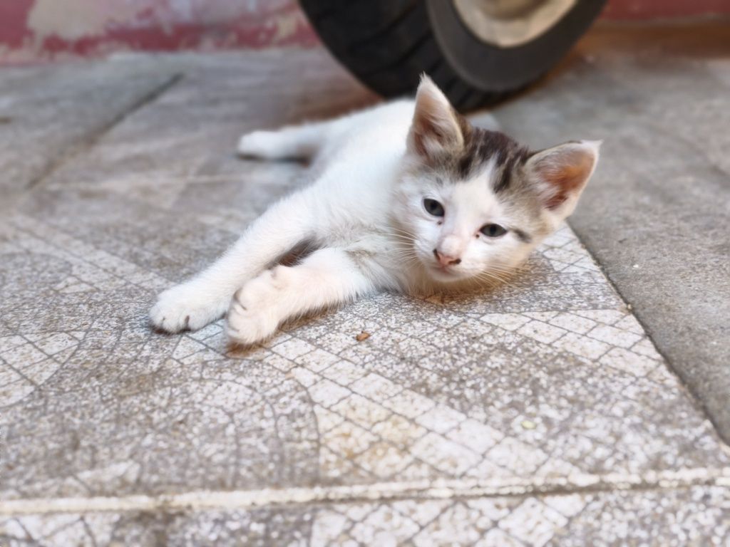 Da se gatinhos bebés para família responsável