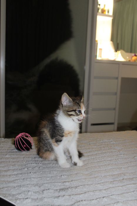 Ручні кошенята..