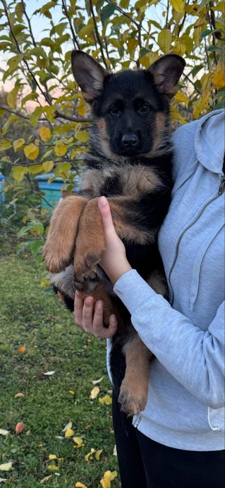 Продам цуценята німецької вівчарки