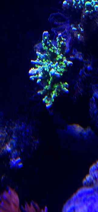 montipora star wars