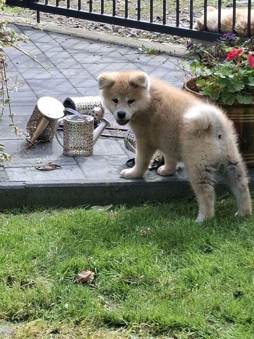 Akita inu chłopiec