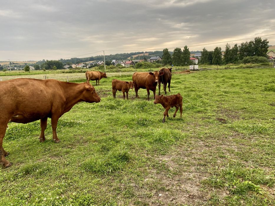 Krowy cielne Angus Aberdeen / Buhaj / Rozpłodnik