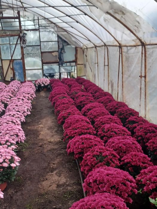 Chryzantemy drobnokwiatowe