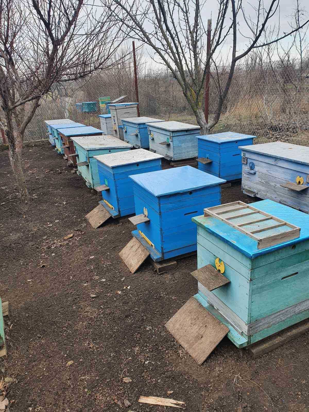 Пчёлы ,семья  с ульем