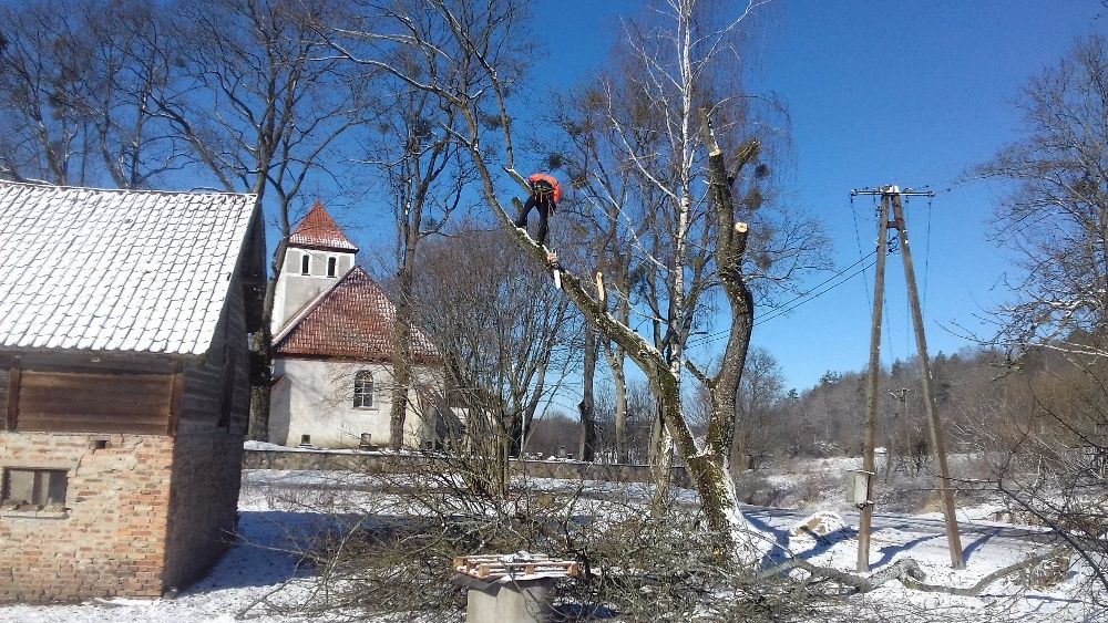 Wycinka i Przycinka Drzew Metodą Alpinistyczną