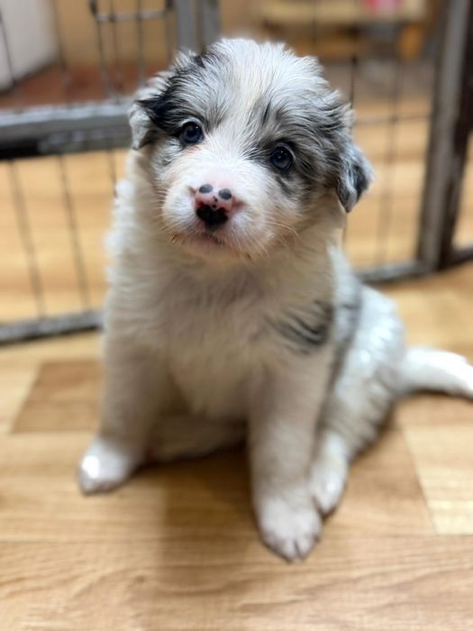 Szczeniaki Border Collie ZKWP FCI