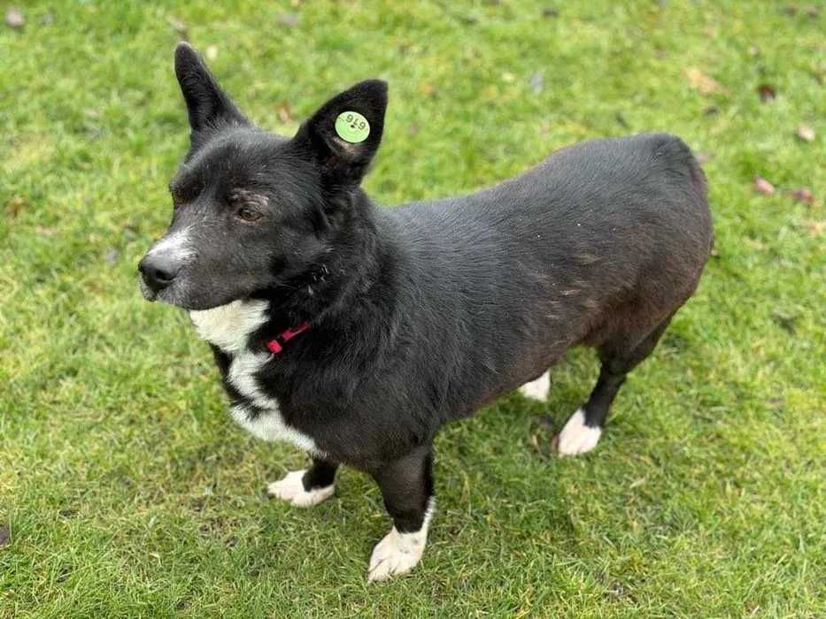 Przyjaciel na emeryturę Sunia Małgosia do adopcji