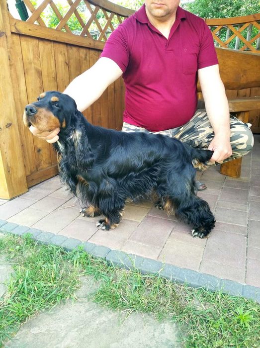 Cocker Spaniel Angielski Sprawdzony Tatuś