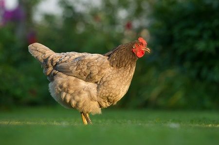 Kury Rosa Leghorn Dominant Lohman Greenshel