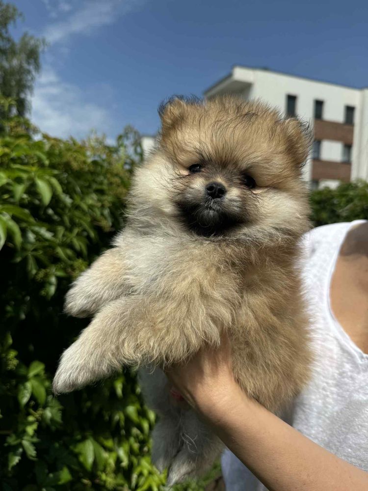 Pomeranian szpic miniaturowy boo misiu xs