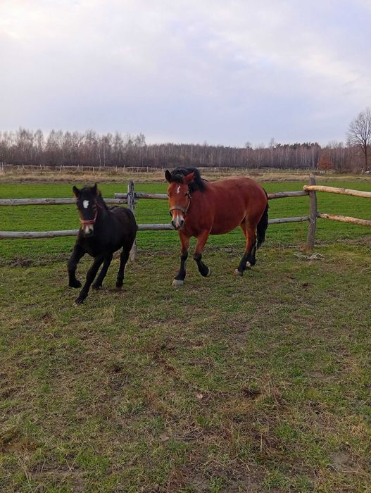 Sprzedam klacz ze źrebakiem